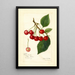 Prunus avium May Duke - Amanda Almira Newton — framed artwork on a wall