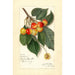 Prunus avium Rockport - Amanda Almira Newton — artwork view