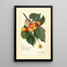 Prunus avium Rockport - Amanda Almira Newton — framed artwork on a wall