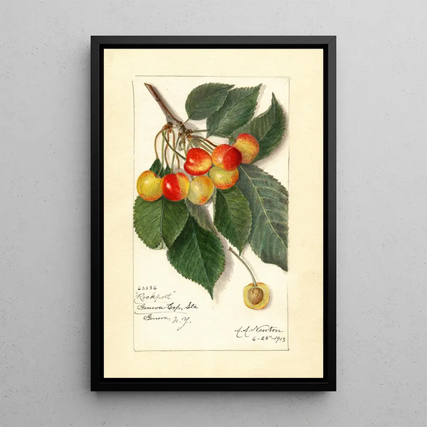 Prunus avium Rockport - Amanda Almira Newton — framed artwork on a wall
