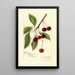 Reproduction of the painting Prunus avium Roditelsky - Amanda Almira Newton