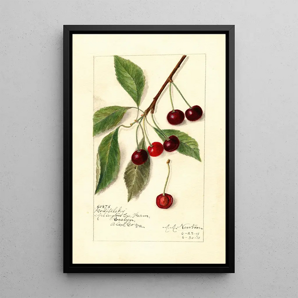 Reproduction of the painting Prunus avium Roditelsky - Amanda Almira Newton