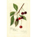 Reproduction of the painting Prunus avium Roditelsky - Amanda Almira Newton