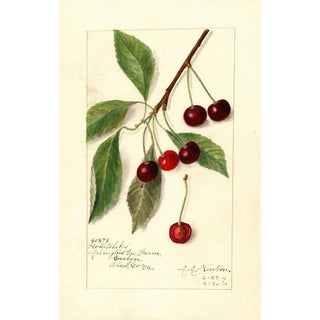 Reproduction of the painting Prunus avium Roditelsky - Amanda Almira Newton