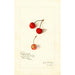 Prunus avium Royal Duke - Amanda Almira Newton — artwork view