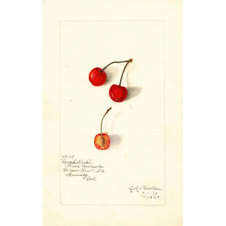 Prunus avium Royal Duke - Amanda Almira Newton — artwork view