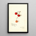 Prunus avium Royal Duke - Amanda Almira Newton — framed artwork on a wall