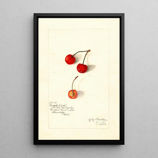 Prunus avium Royal Duke - Amanda Almira Newton — framed artwork on a wall