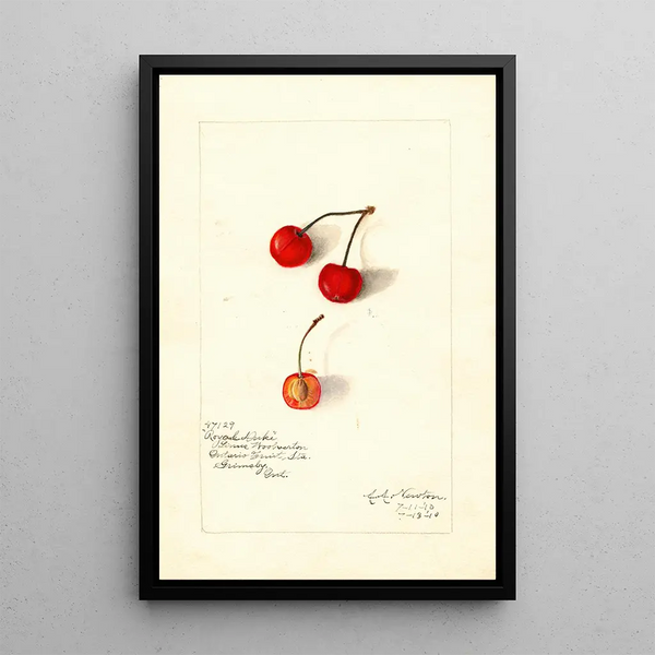 Prunus avium Royal Duke - Amanda Almira Newton — framed artwork on a wall
