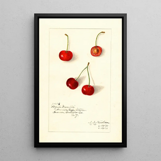 Reproduction of the painting Prunus avium Royal Novelle - Amanda Almira Newton