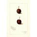Prunus avium Safra - Amanda Almira Newton — artwork view