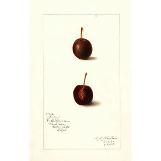 Prunus avium Safra - Amanda Almira Newton — artwork view