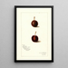 Prunus avium Safra - Amanda Almira Newton — framed artwork on a wall