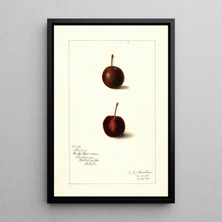 Prunus avium Safra - Amanda Almira Newton — framed artwork on a wall