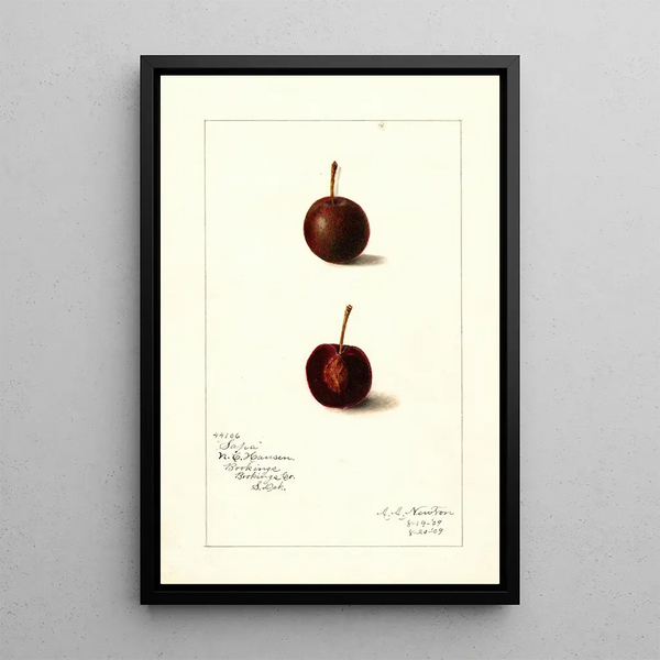 Prunus avium Safra - Amanda Almira Newton — framed artwork on a wall