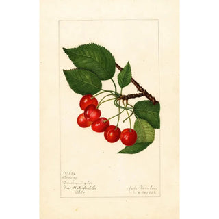 Prunus avium Sidney - Amanda Almira Newton — artwork view
