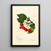 Prunus avium Sidney - Amanda Almira Newton — framed artwork on a wall