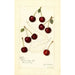 Prunus avium Suda - Amanda Almira Newton | Painting — artwork view