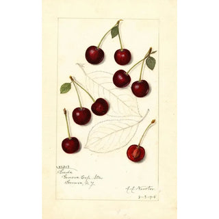 Prunus avium Suda - Amanda Almira Newton | Painting — artwork view