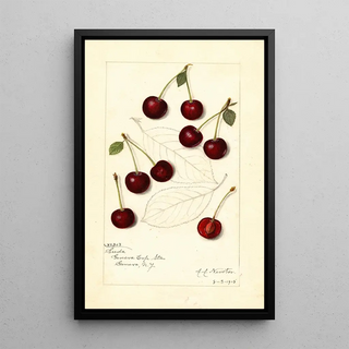 Prunus avium Suda - Amanda Almira Newton | Painting — framed artwork on a wall