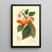 Reproduction of the painting Prunus avium Yellow Spanish - Amanda Almira Newton