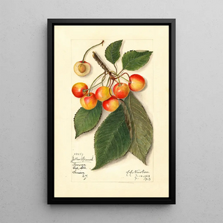 Reproduction of the painting Prunus avium Yellow Spanish - Amanda Almira Newton