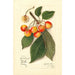 Reproduction of the painting Prunus avium Yellow Spanish - Amanda Almira Newton