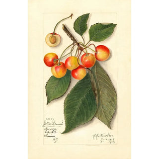 Reproduction of the painting Prunus avium Yellow Spanish - Amanda Almira Newton