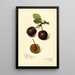Reproduction of the painting Prunus domestica Late Orleans - Amanda Almira Newton