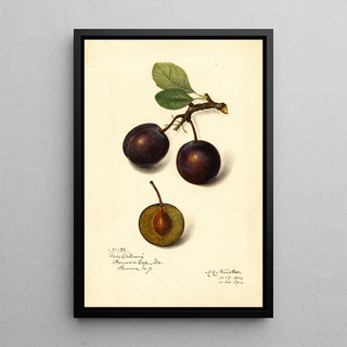 Reproduction of the painting Prunus domestica Late Orleans - Amanda Almira Newton