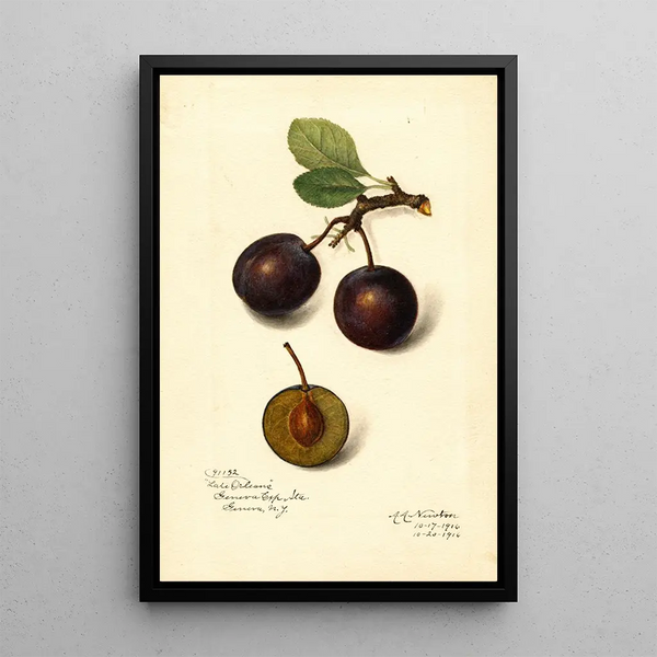 Reproduction of the painting Prunus domestica Late Orleans - Amanda Almira Newton