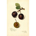 Reproduction of the painting Prunus domestica Late Orleans - Amanda Almira Newton
