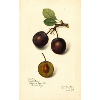 Reproduction of the painting Prunus domestica Late Orleans - Amanda Almira Newton