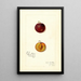 Reproduction of the painting Prunus domestica Mammoth Gold - Amanda Almira Newton