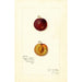 Reproduction of the painting Prunus domestica Mammoth Gold - Amanda Almira Newton