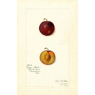 Reproduction of the painting Prunus domestica Mammoth Gold - Amanda Almira Newton