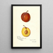 Reproduction of the painting Prunus domestica Prinlew - Amanda Almira Newton