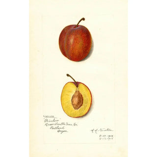 Reproduction of the painting Prunus domestica Prinlew - Amanda Almira Newton