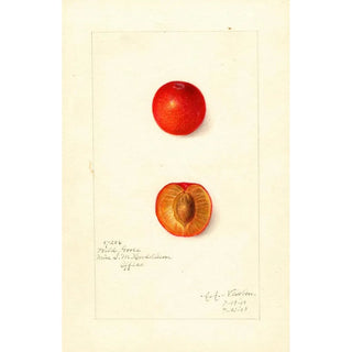 Reproduction of the painting Prunus domestica Wild Goose - Amanda Almira Newton