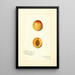 Reproduction of the painting Prunus mume Chas - Amanda Almira Newton