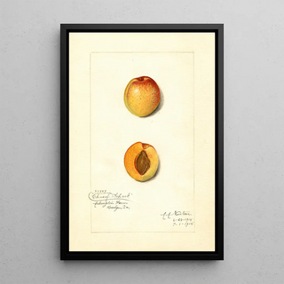 Reproduction of the painting Prunus mume Chas - Amanda Almira Newton