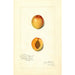 Reproduction of the painting Prunus mume Chas - Amanda Almira Newton