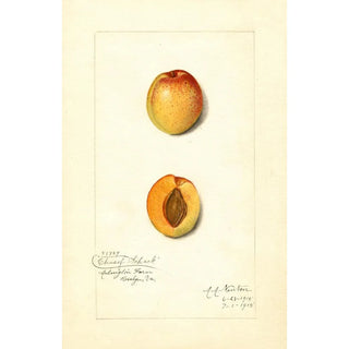 Reproduction of the painting Prunus mume Chas - Amanda Almira Newton