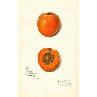 Prunus mume Sharpe - Amanda Almira Newton — artwork view