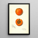 Prunus mume Sharpe - Amanda Almira Newton — framed artwork on a wall