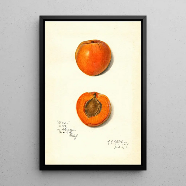 Prunus mume Sharpe - Amanda Almira Newton — framed artwork on a wall