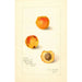 Prunus mume Variety 9834 - Amanda Almira Newton — artwork view