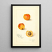 Prunus mume Variety 9834 - Amanda Almira Newton — framed artwork on a wall