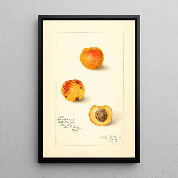 Prunus mume Variety 9834 - Amanda Almira Newton — framed artwork on a wall
