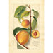 Prunus persica - Amanda Almira Newton | Painting — artwork view